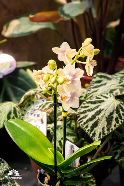 Phalaenopsis Optifriend Sara